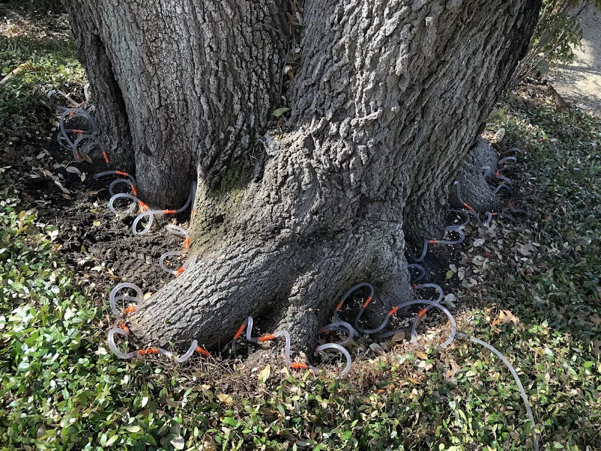 Detailed Tree Cabling and Bracing job site in Hueysville