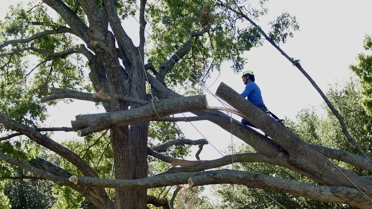 Professional Crown Thinning performed by certified arborists in Hueysville